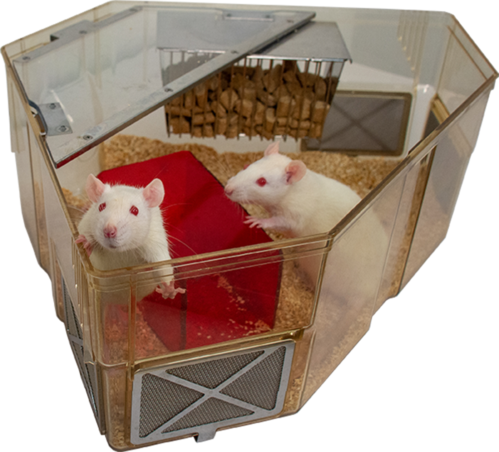 https://animalcaresystems.com/wp-content/uploads/2021/08/Optirat-Plus-tall-cage-rat-natural-behavior-looking-at-camera-1.png