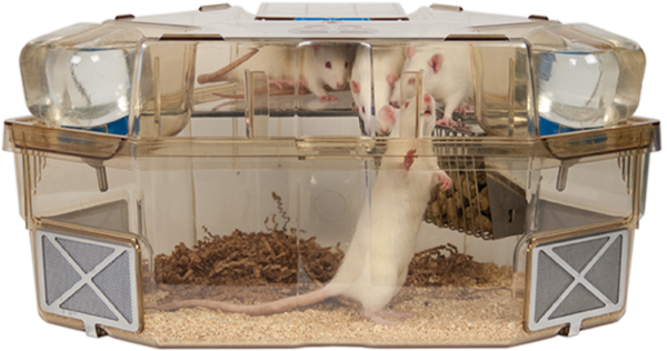 Optirat Plus with rat standing upright and rats on shelf
