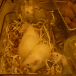 Mouse cage enrichment loft with mice